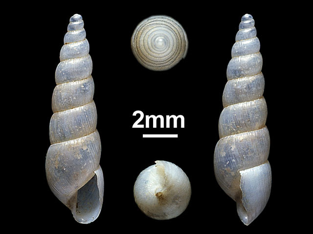 image of Allopeas sykesi (b)